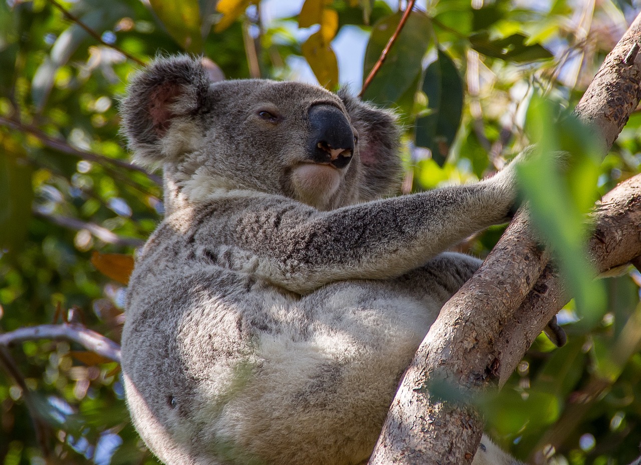 Koala australiano