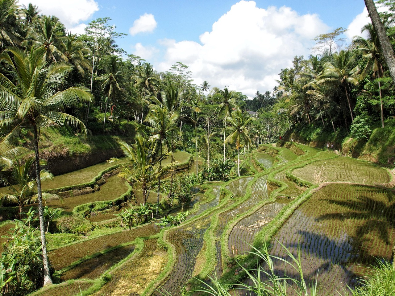 Ubud risaie Bali